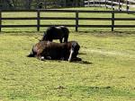 672-HorsesinField.jpg