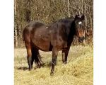 684-Chief.png