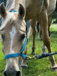 1180-AngelPalomino1.jpg