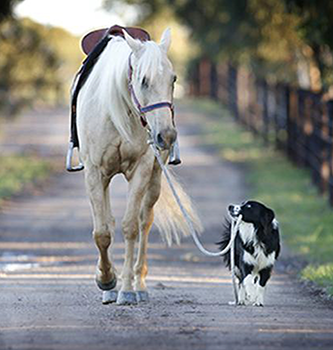EQUUS Foundation